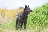 BOUVIER DES ARDENNES 359